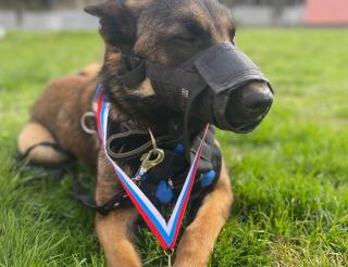 The service dog Marta neutralized a man with a grenade in Michurinsk, who was put on the wanted list.